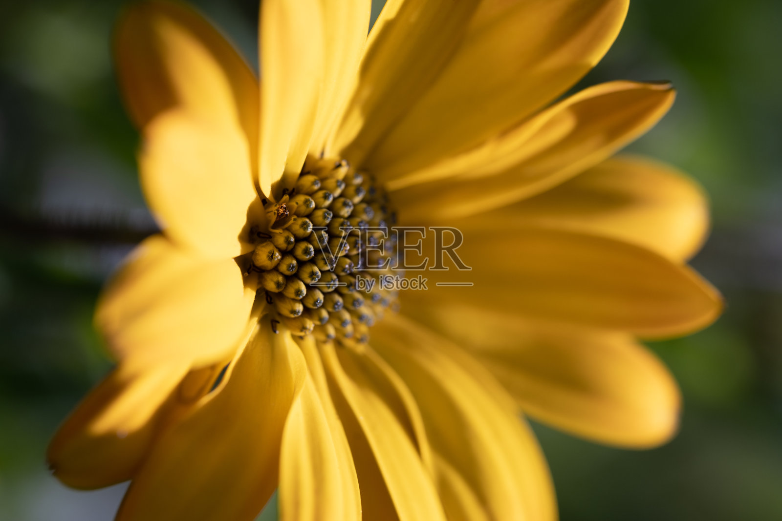 雏菊型花(Oseoperumum ecklonis)的亮黄色双色近照照片摄影图片