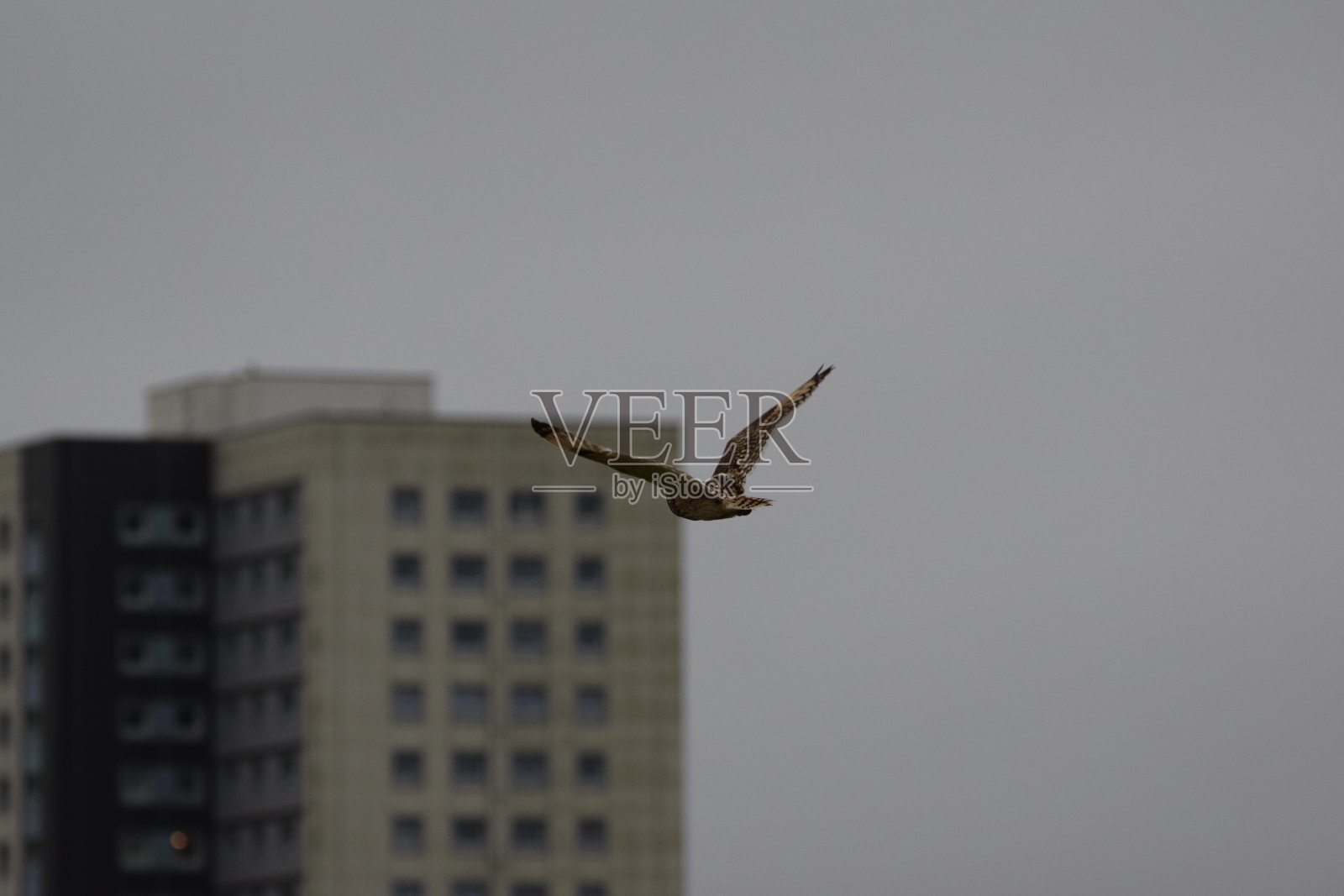 短耳猫头鹰照片摄影图片