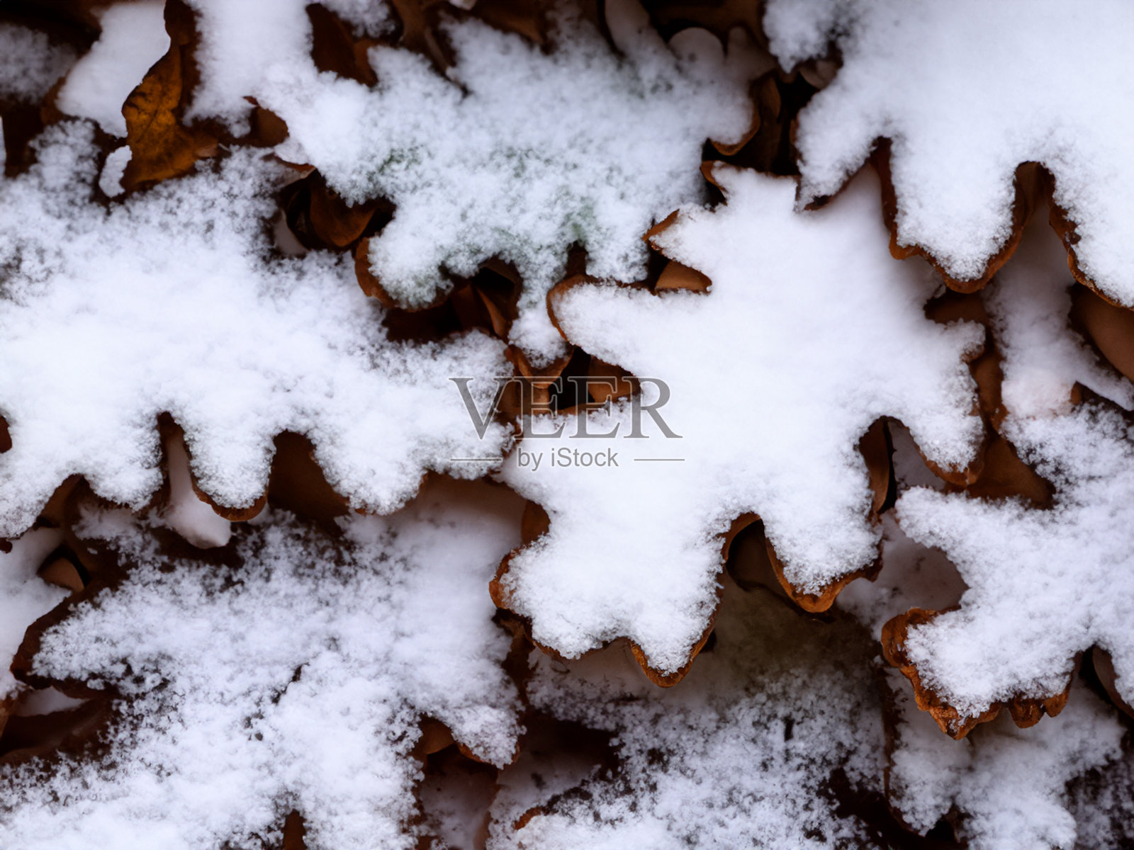 雪棕色叶子照片摄影图片