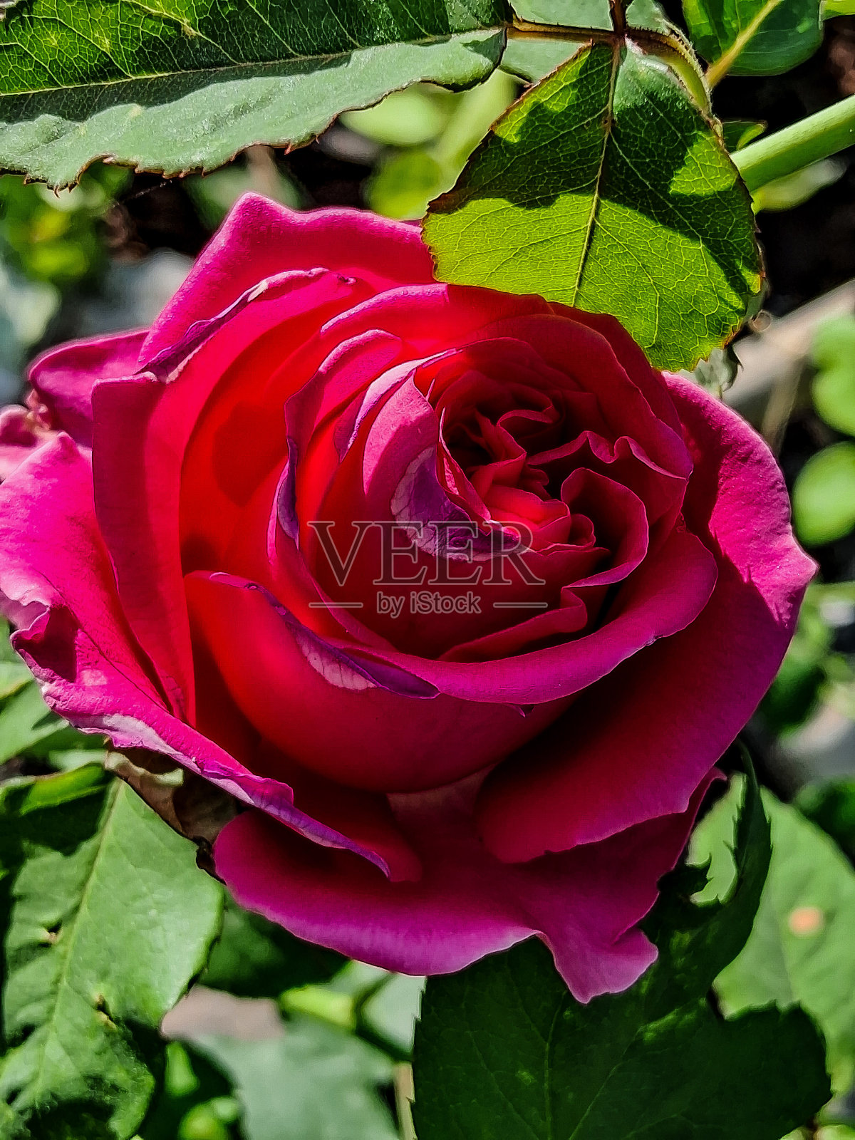 有一天,照片摄影图片