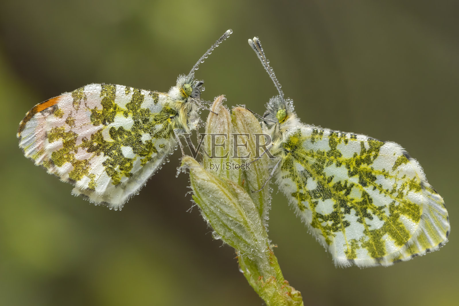 蝴蝶身上的晨露照片摄影图片