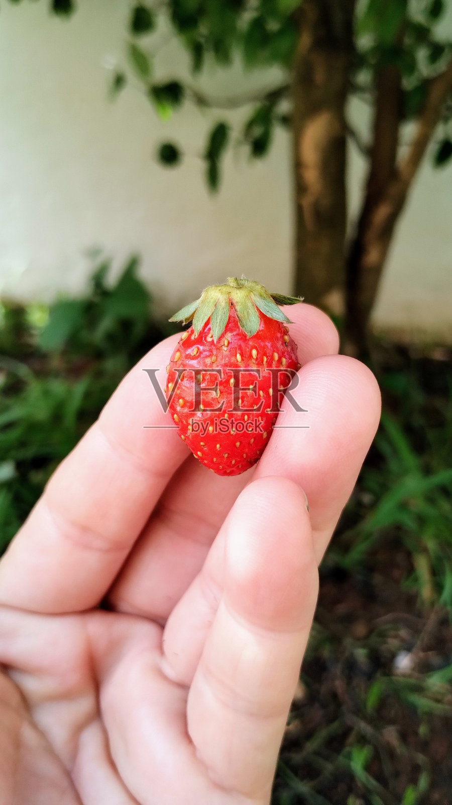 成熟的草莓照片摄影图片