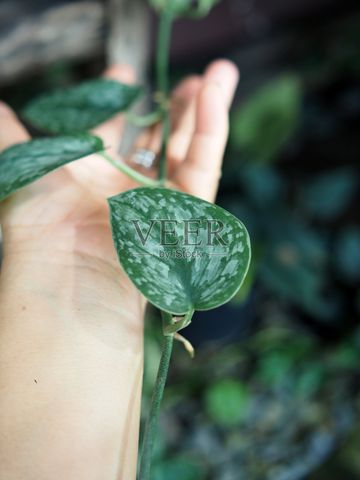 白色和绿色杂色的彩色植物照片摄影图片
