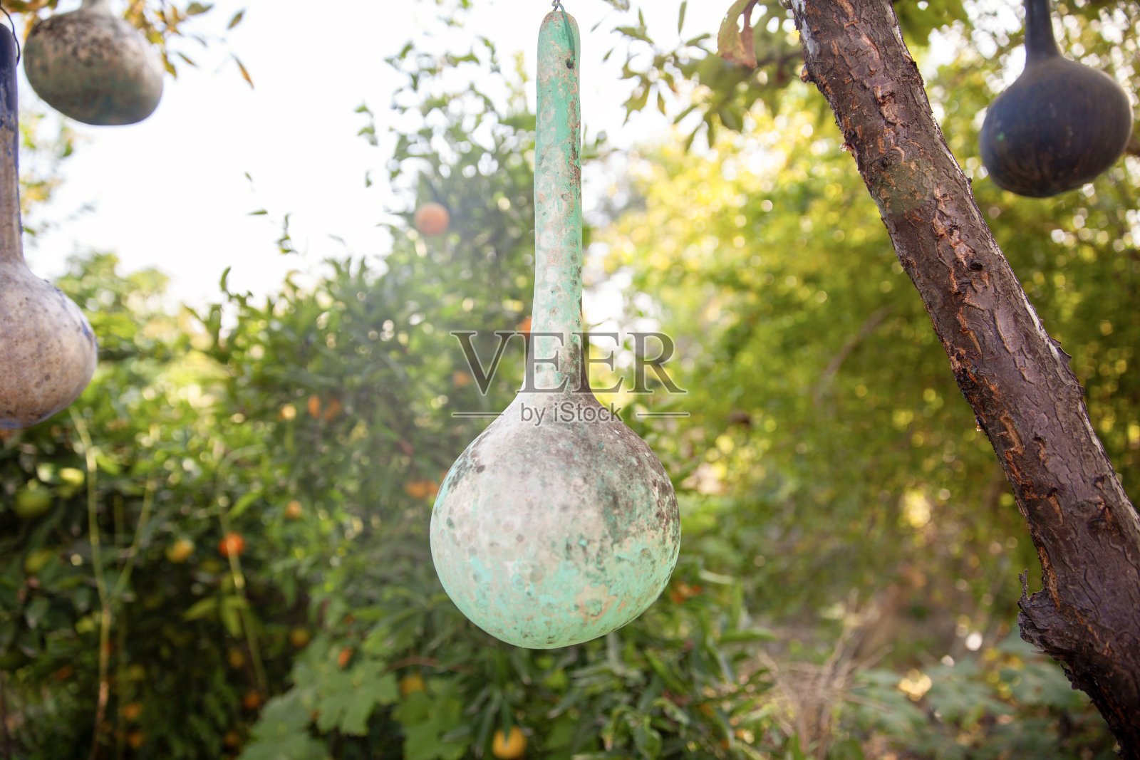 观赏照片摄影图片