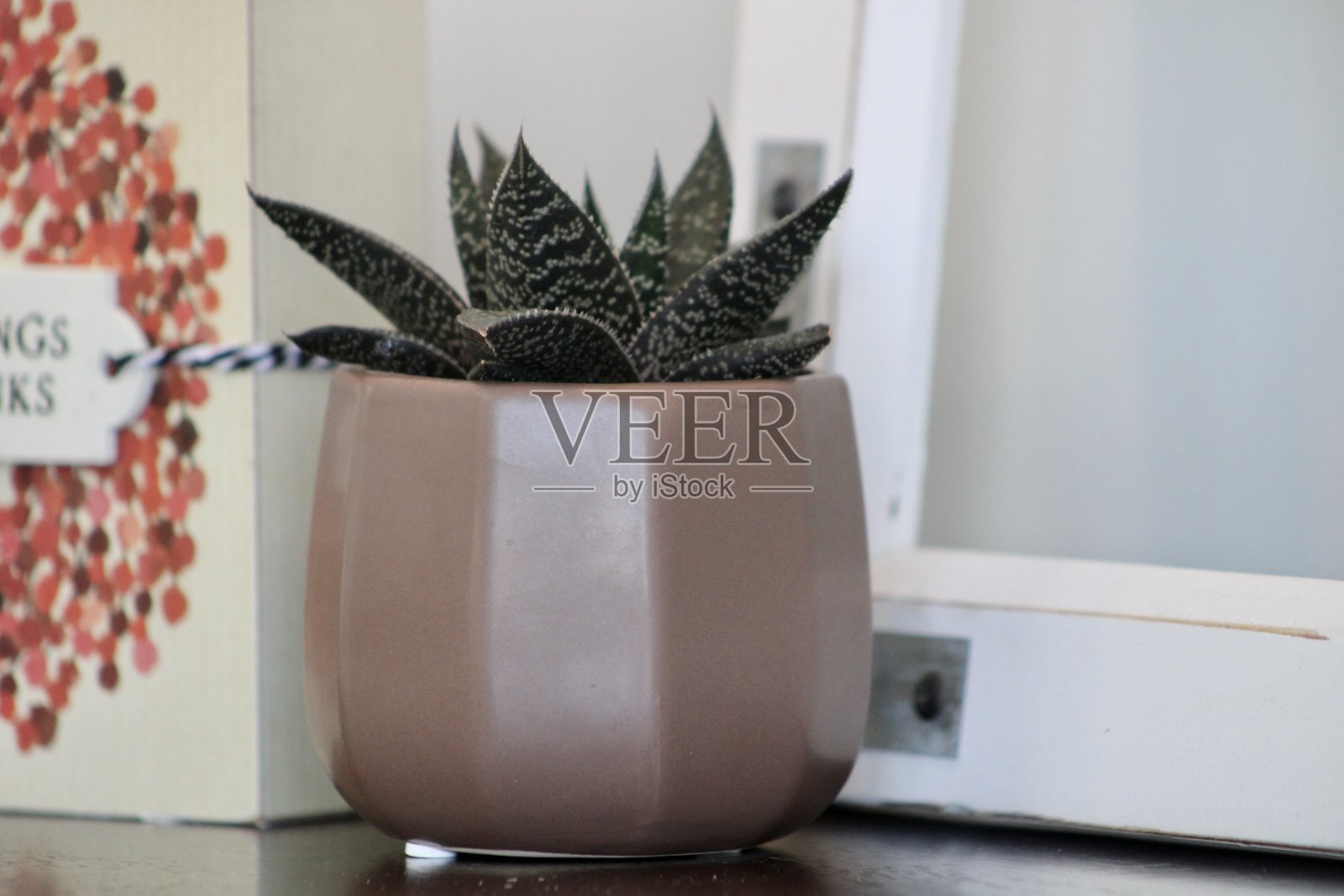 Gasteraloe多汁照片摄影图片