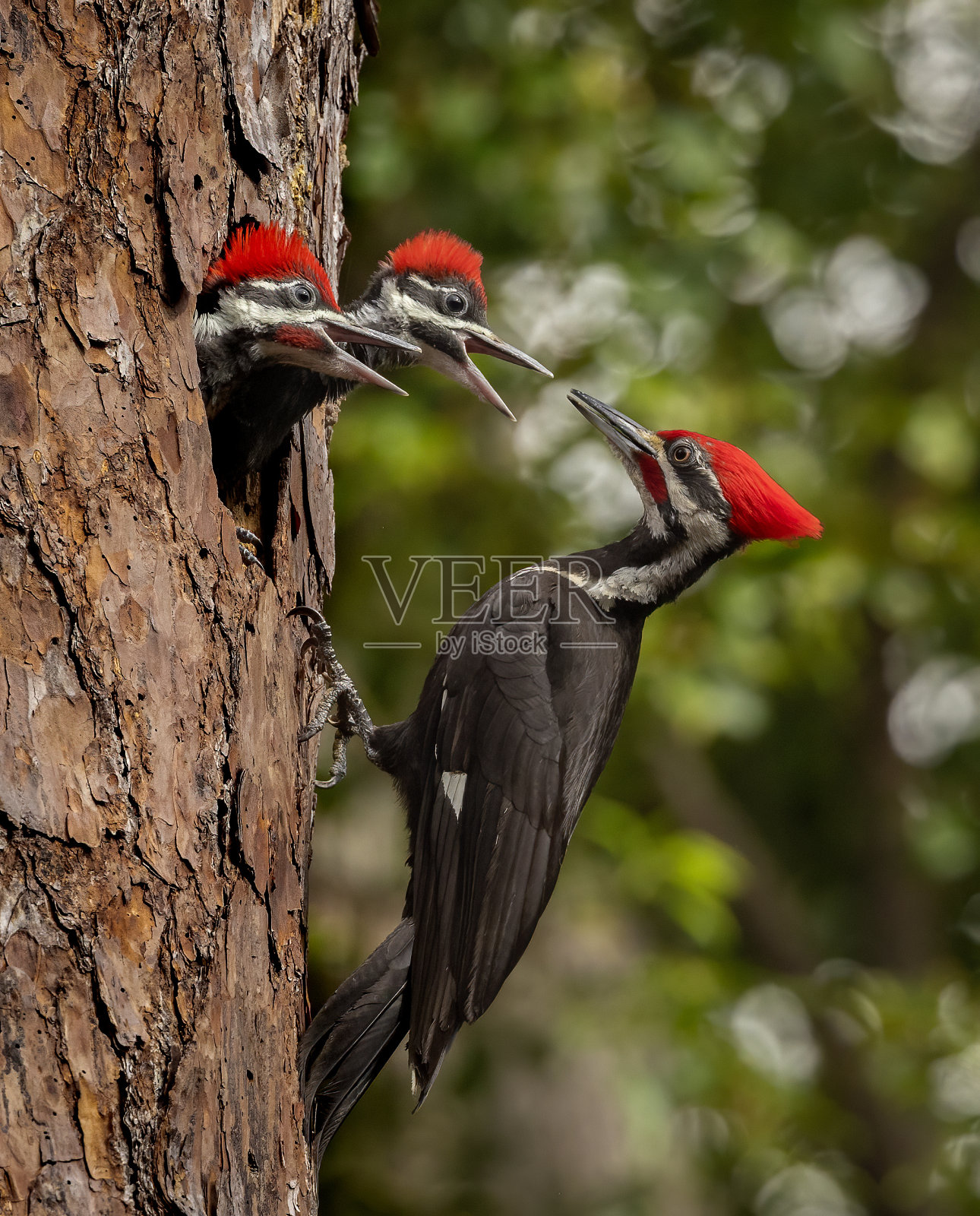 叠毛啄木鸟肖像照片摄影图片