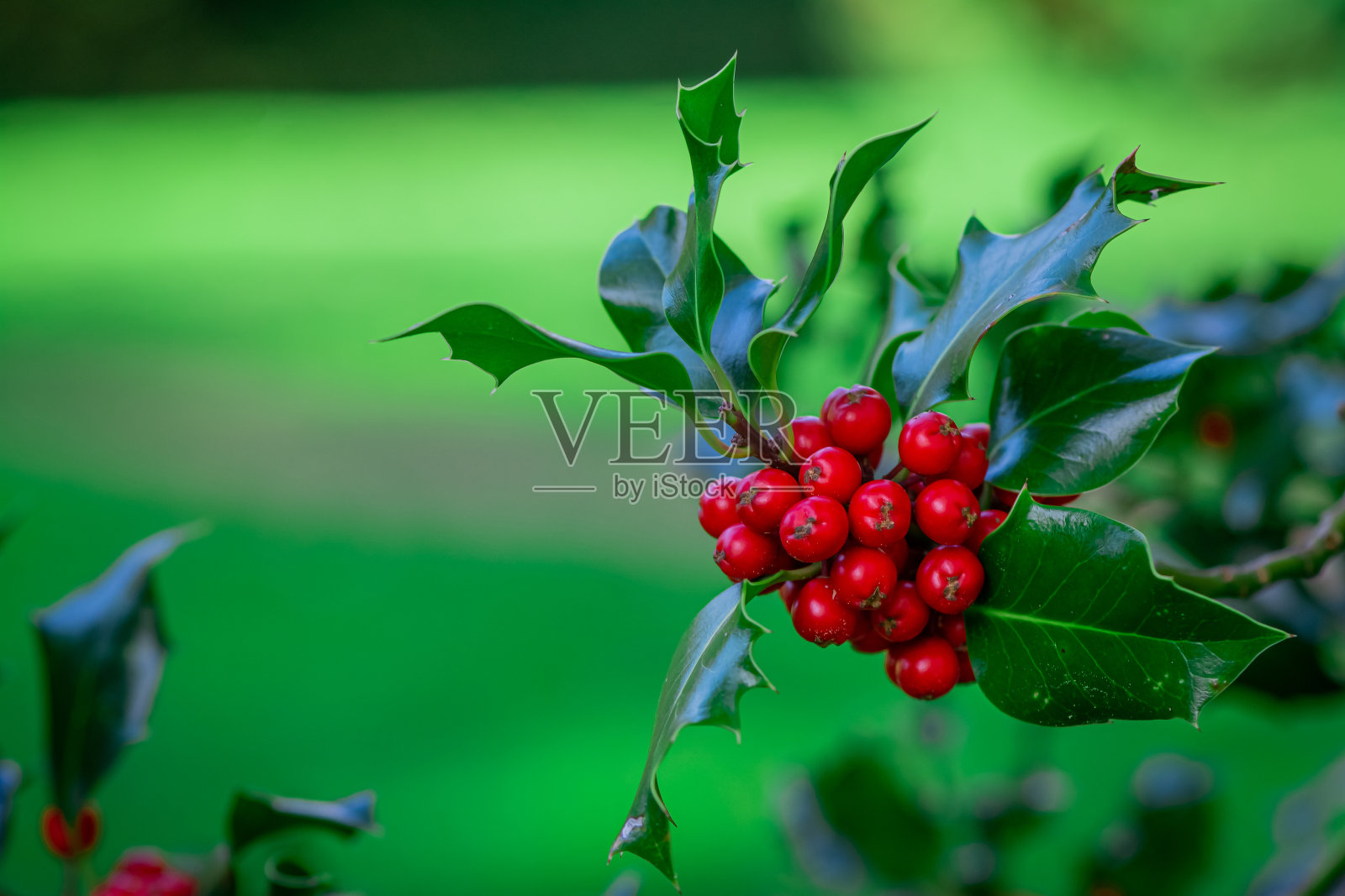 冬青树枝上有红色的浆果照片摄影图片