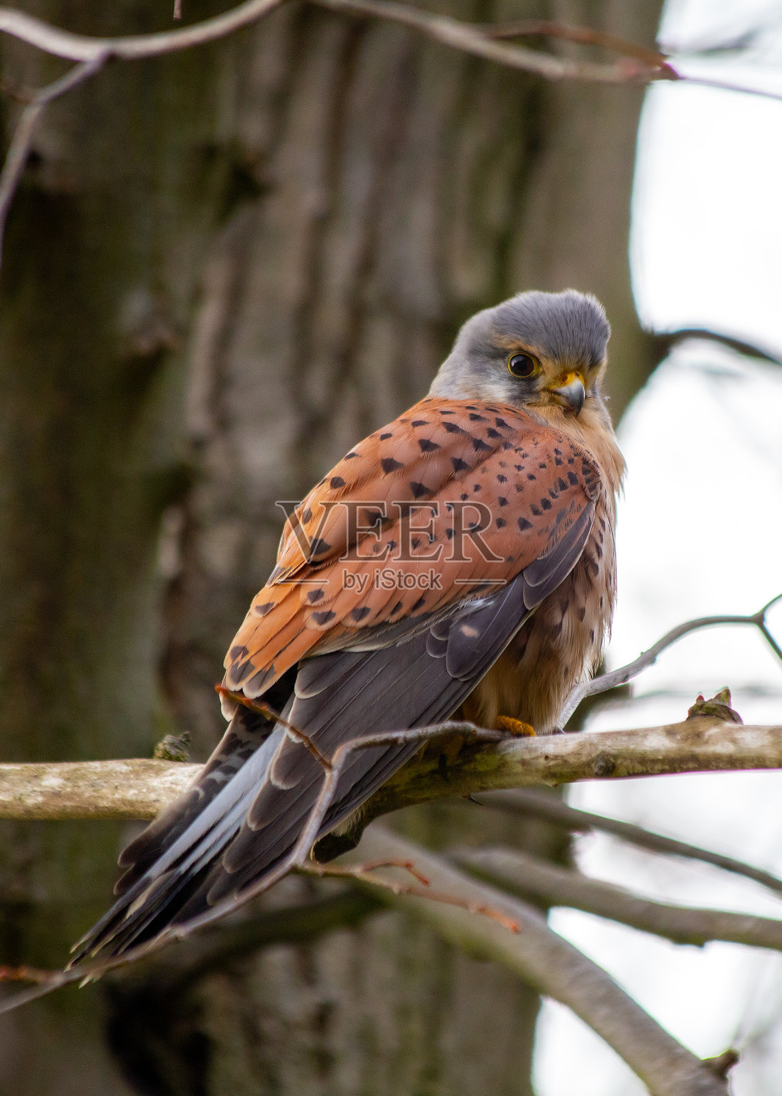 红隼(Falco tinunculus)位于都柏林上空照片摄影图片