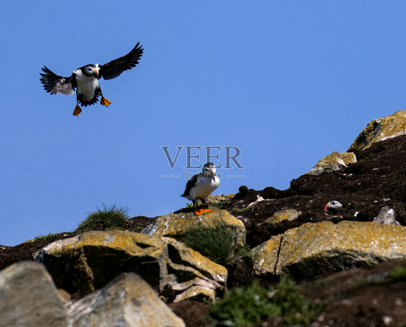 大西洋海雀照片摄影图片