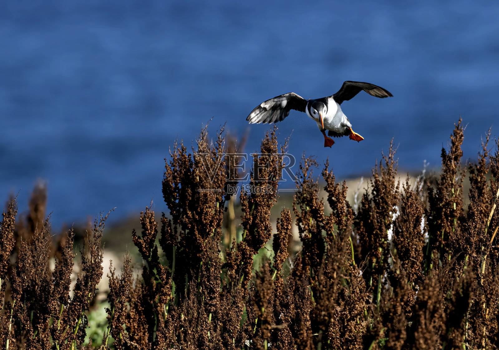 大西洋海雀照片摄影图片