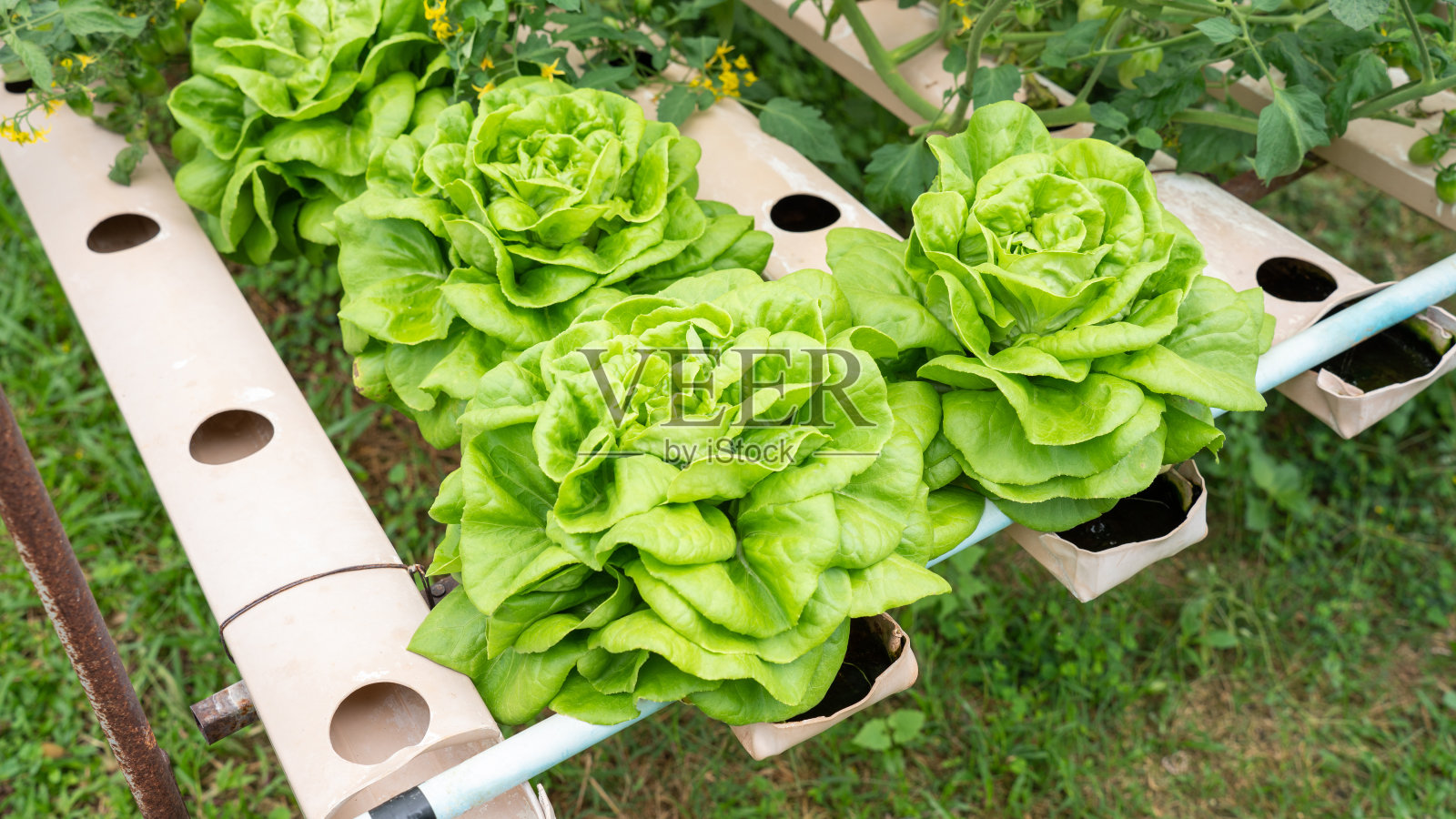 蔬菜以水培农场的智能温室垂直植物为背景,有机新鲜收获蔬菜;田间栽培养殖沙拉植物健康农场照片摄影图片