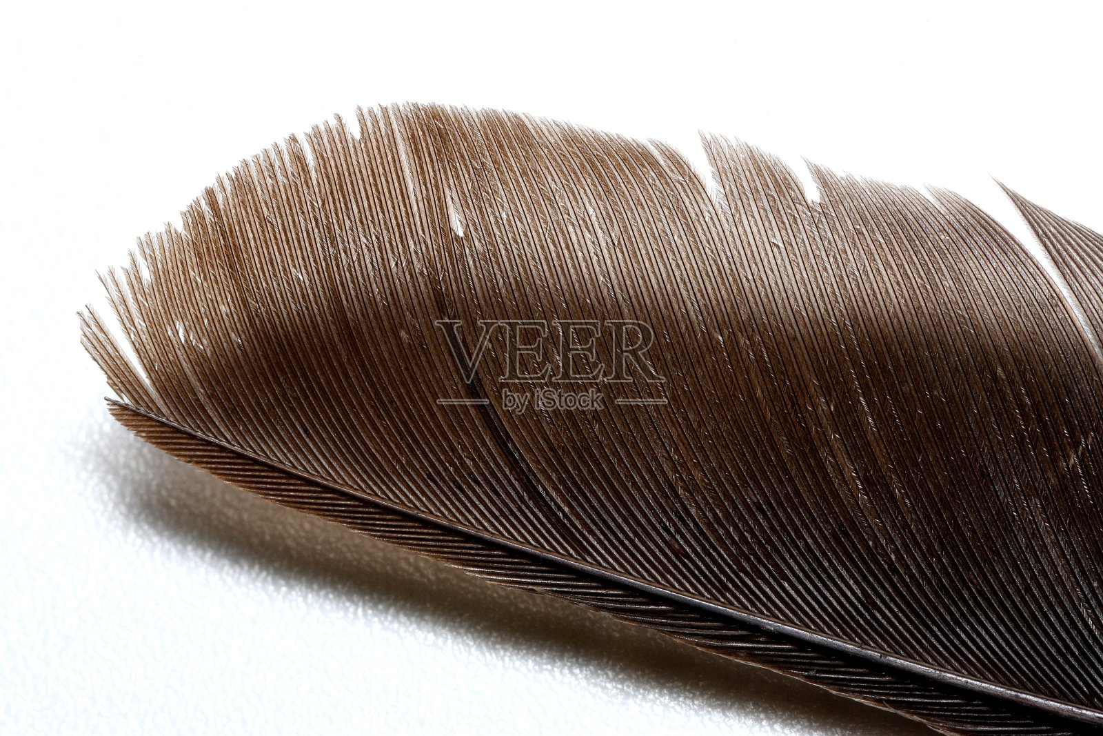 鸟羽-白色背景。照片摄影图片