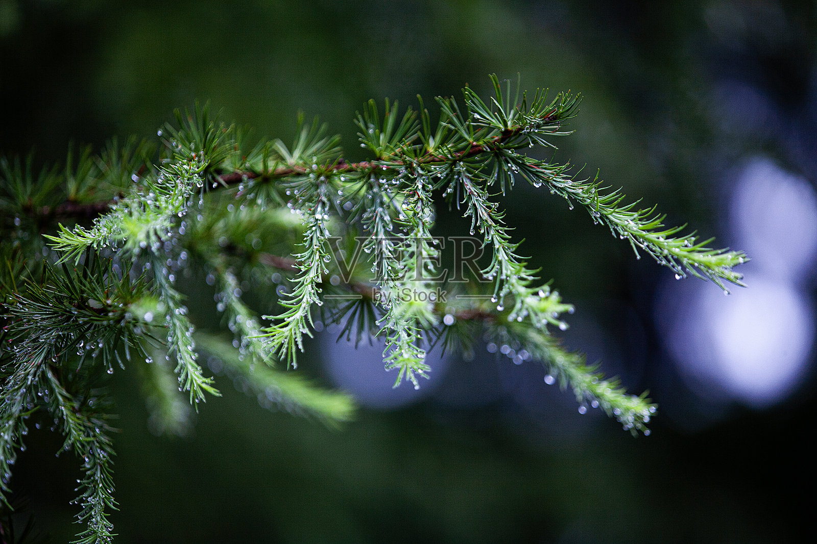 软木照片摄影图片