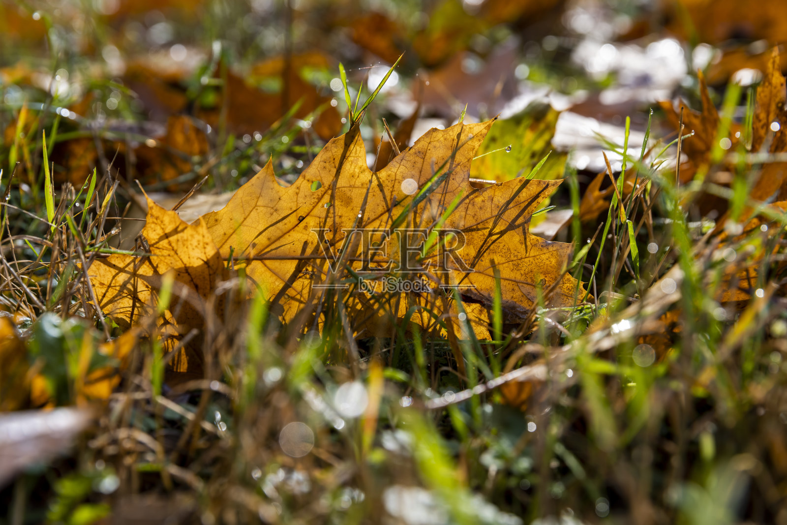 秋天的彩色橡树叶子照片摄影图片