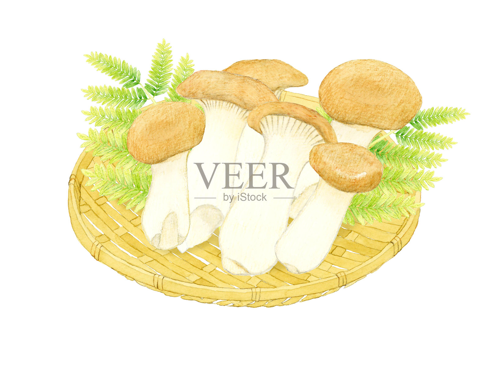 竹制滤器上的银杏菇剪贴画。手绘水彩蘑菇插图。插画图片素材