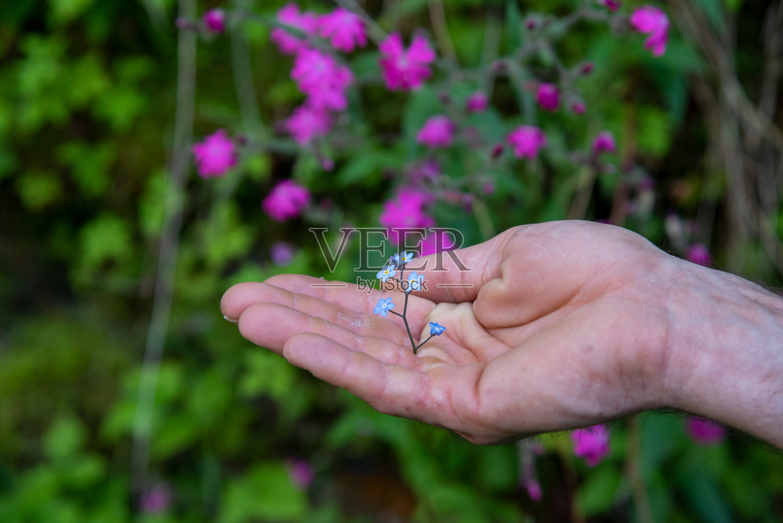 手和花照片摄影图片