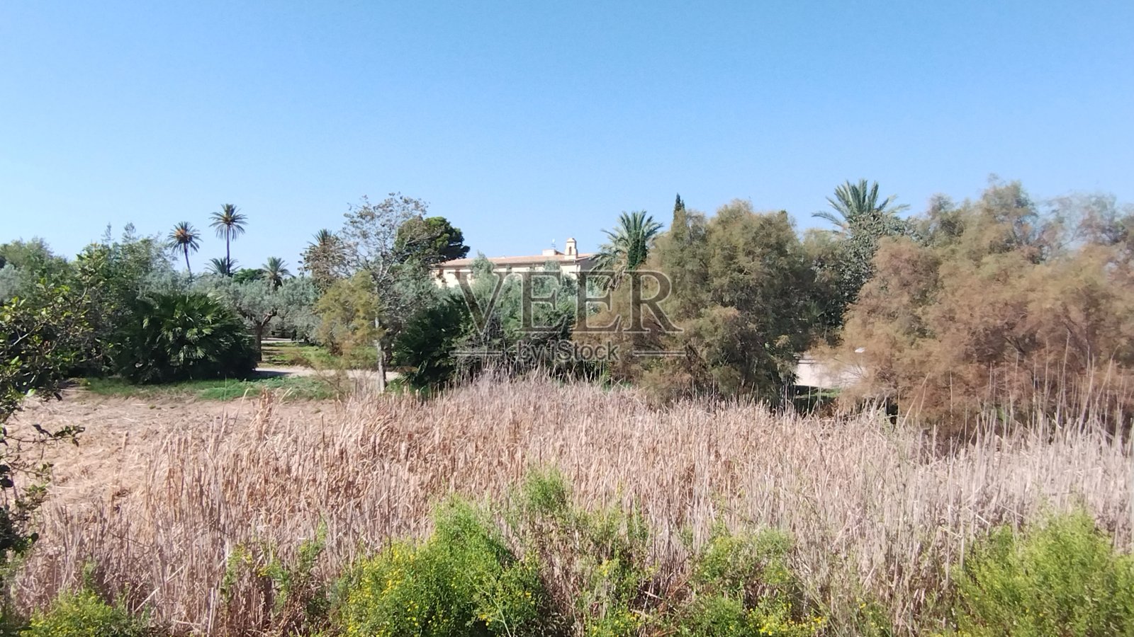 繁茂的树叶静修拥抱树木幸福的惊人宁静照片摄影图片