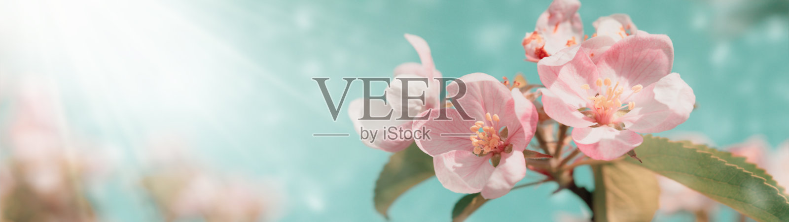 美丽的花朵盛开的苹果树和蓝天白云在阳光下。副本的空间。横幅。照片摄影图片