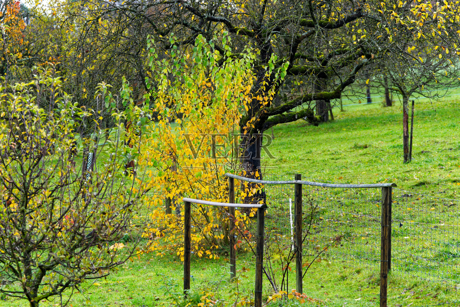 瑞士小镇的乡村景观与秋天的树木。照片摄影图片