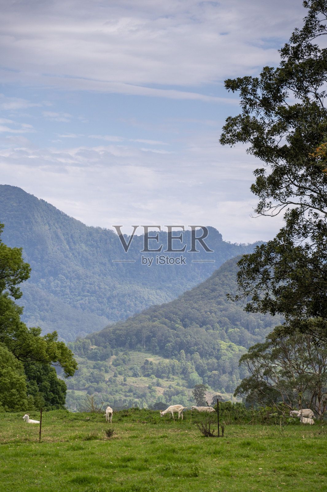 山羊在新南威尔士州宁宾郊外的山坡上吃草照片摄影图片