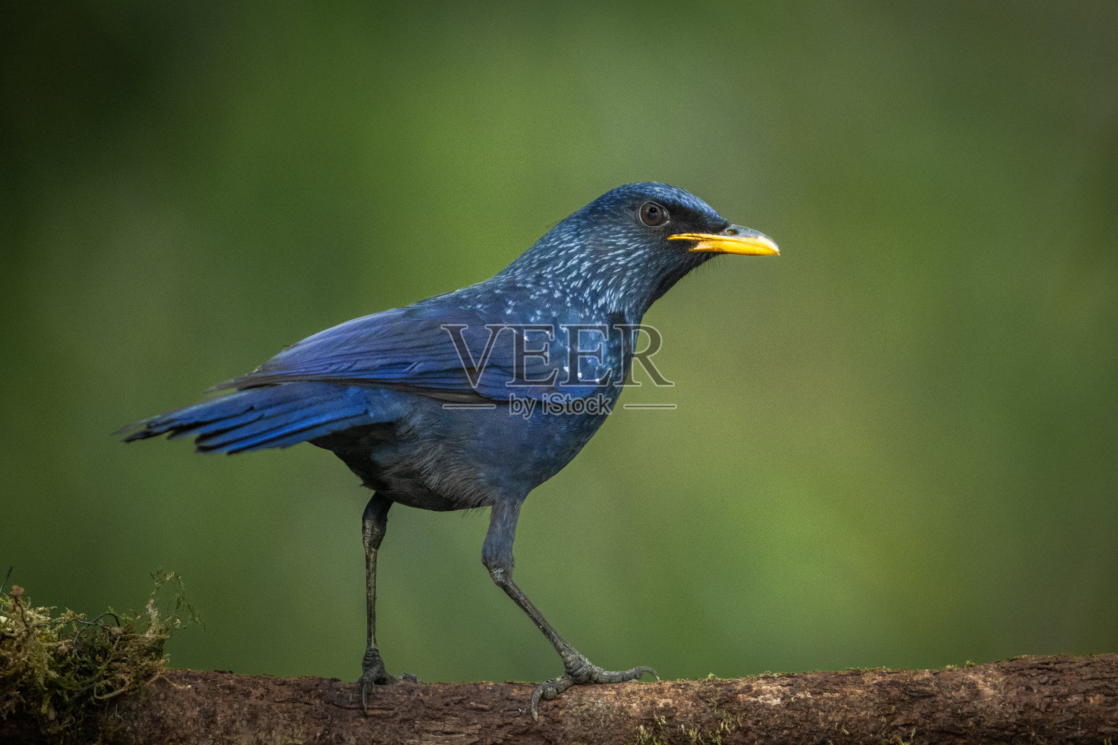 蓝色的画眉照片摄影图片