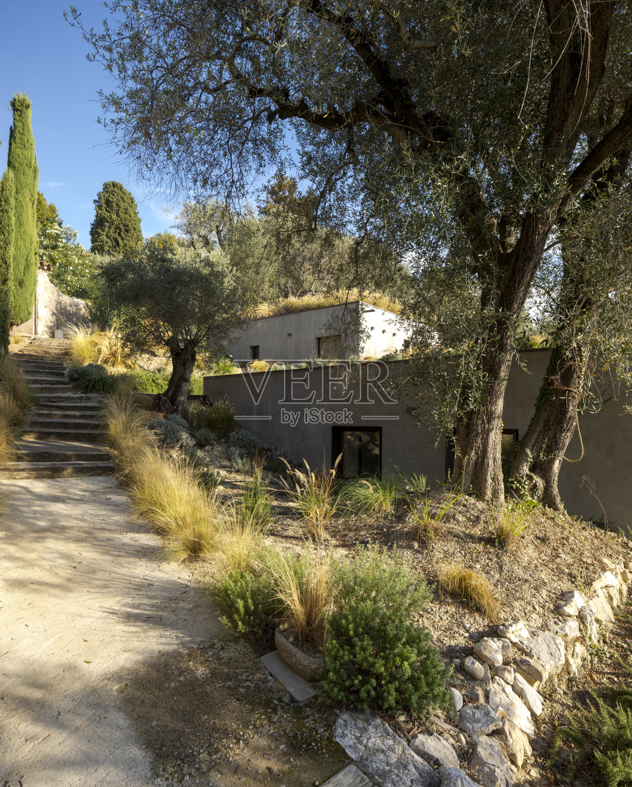 现代住宅被橄榄树环绕,建在梯田上。这房子是用混凝土建造的。照片摄影图片