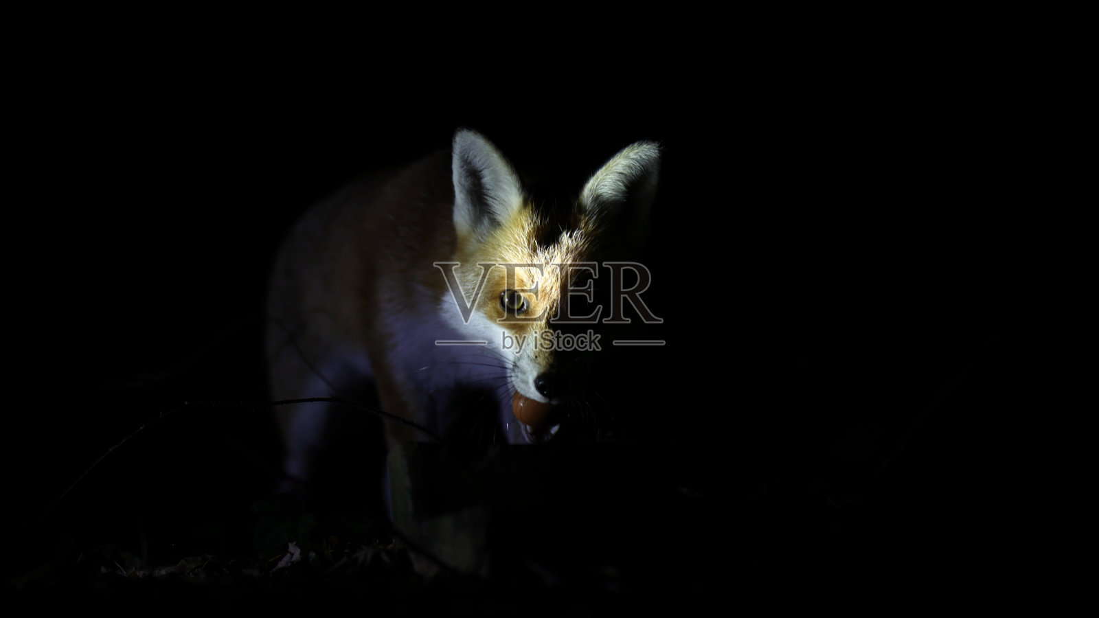 有蛋的狐狸照片摄影图片