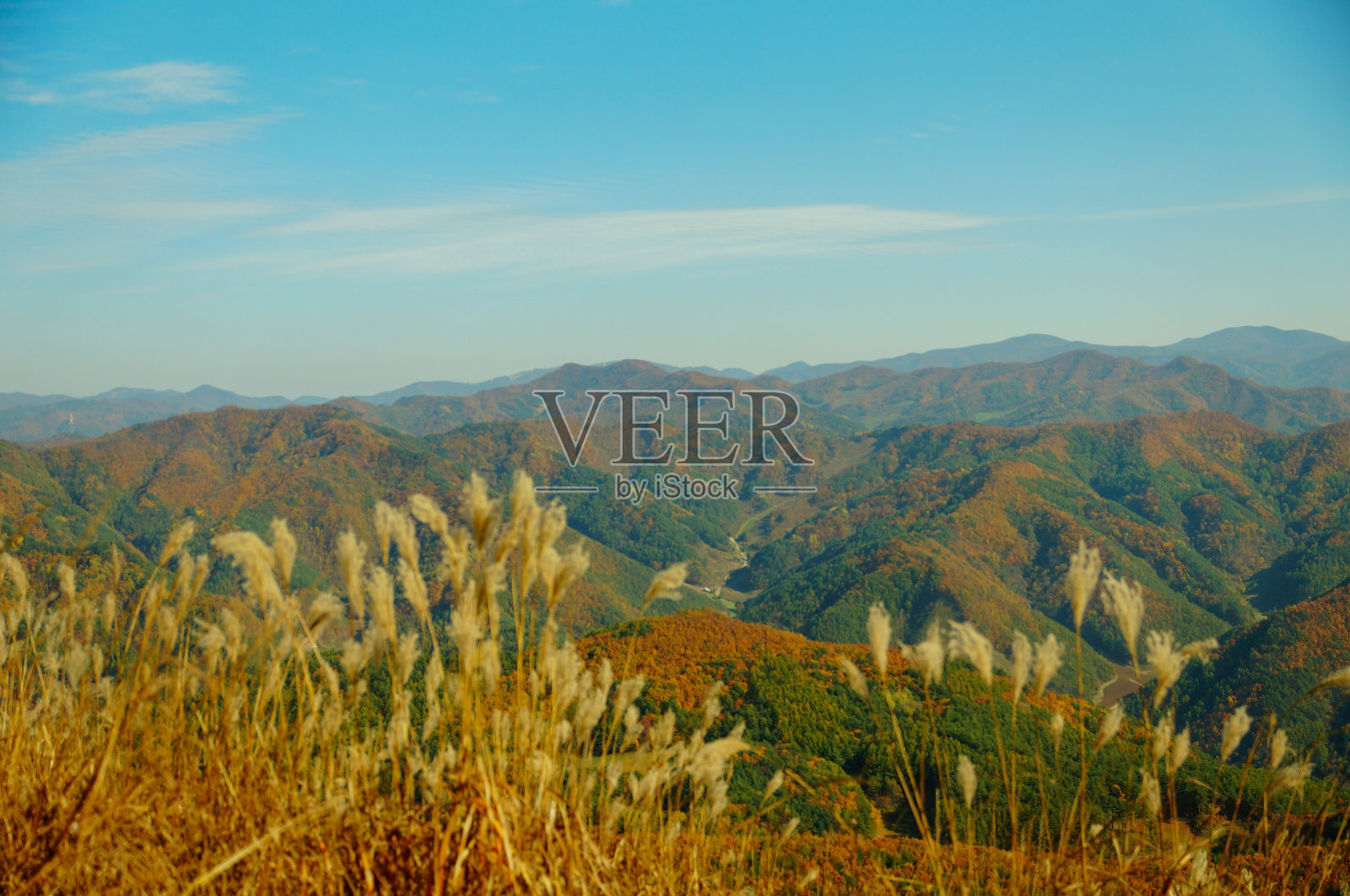 秋天的枫树和芦苇(韩国岷山)照片摄影图片