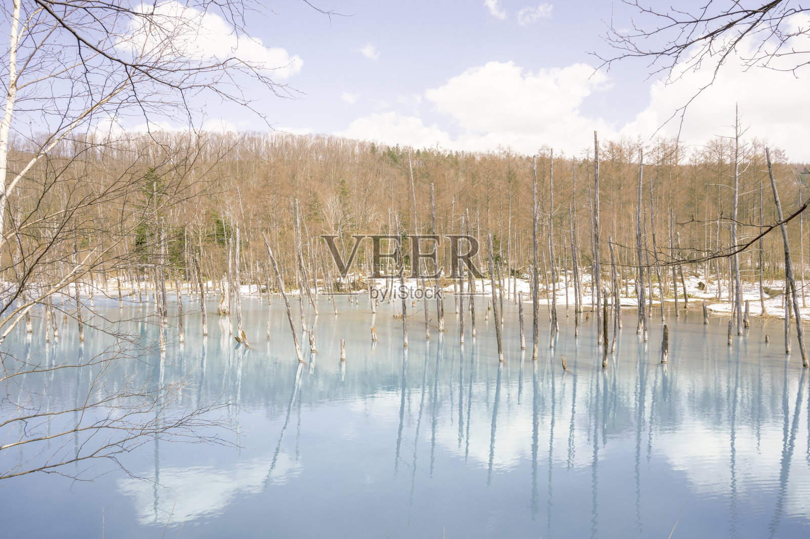 葵塘,北海道照片摄影图片