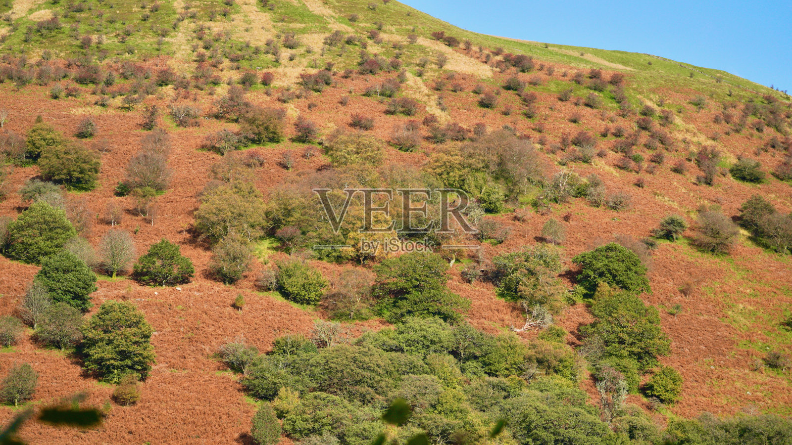 布雷肯beacon的taly - bont森林的初秋色彩。照片摄影图片