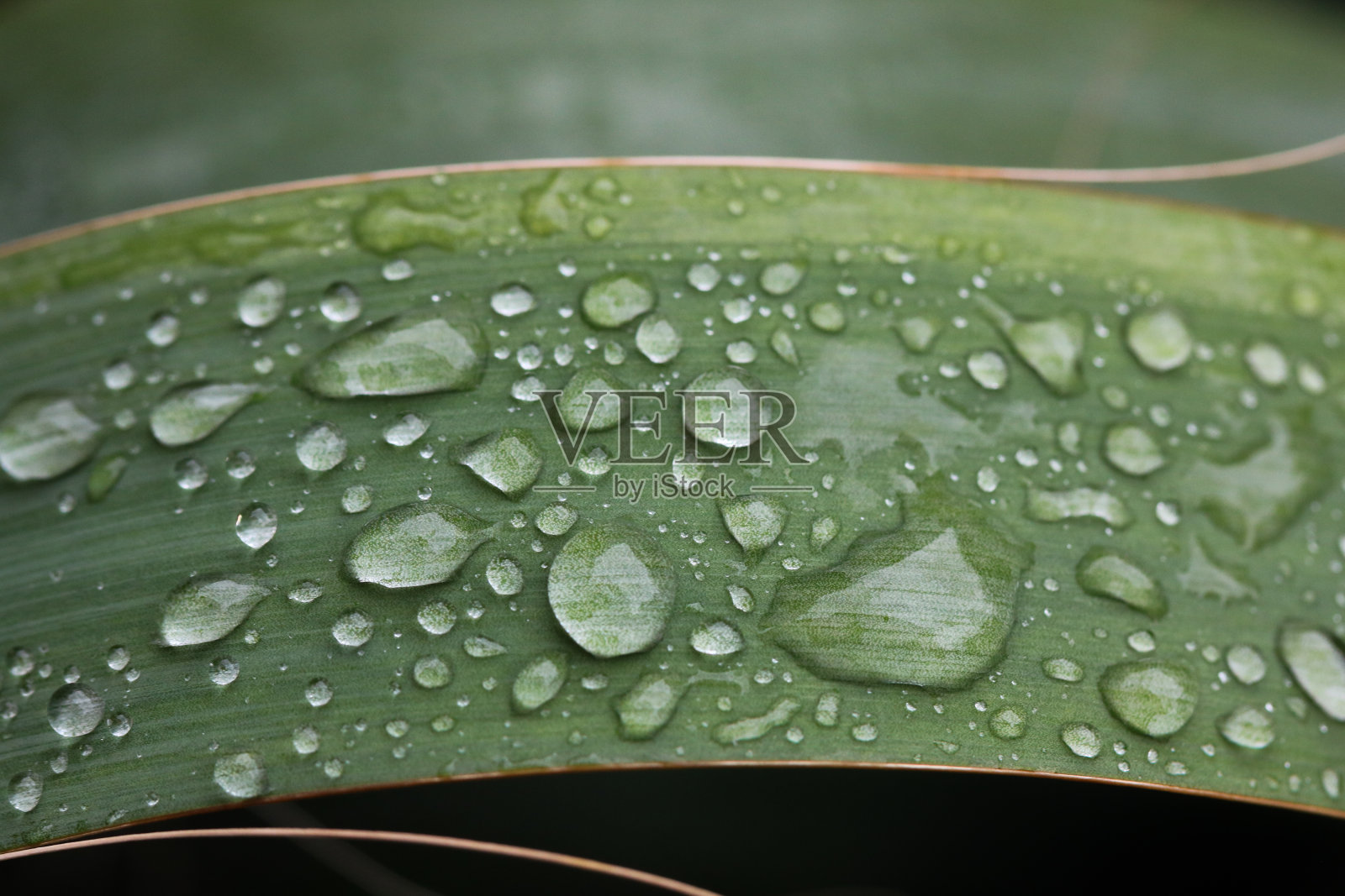 绿色植物照片摄影图片