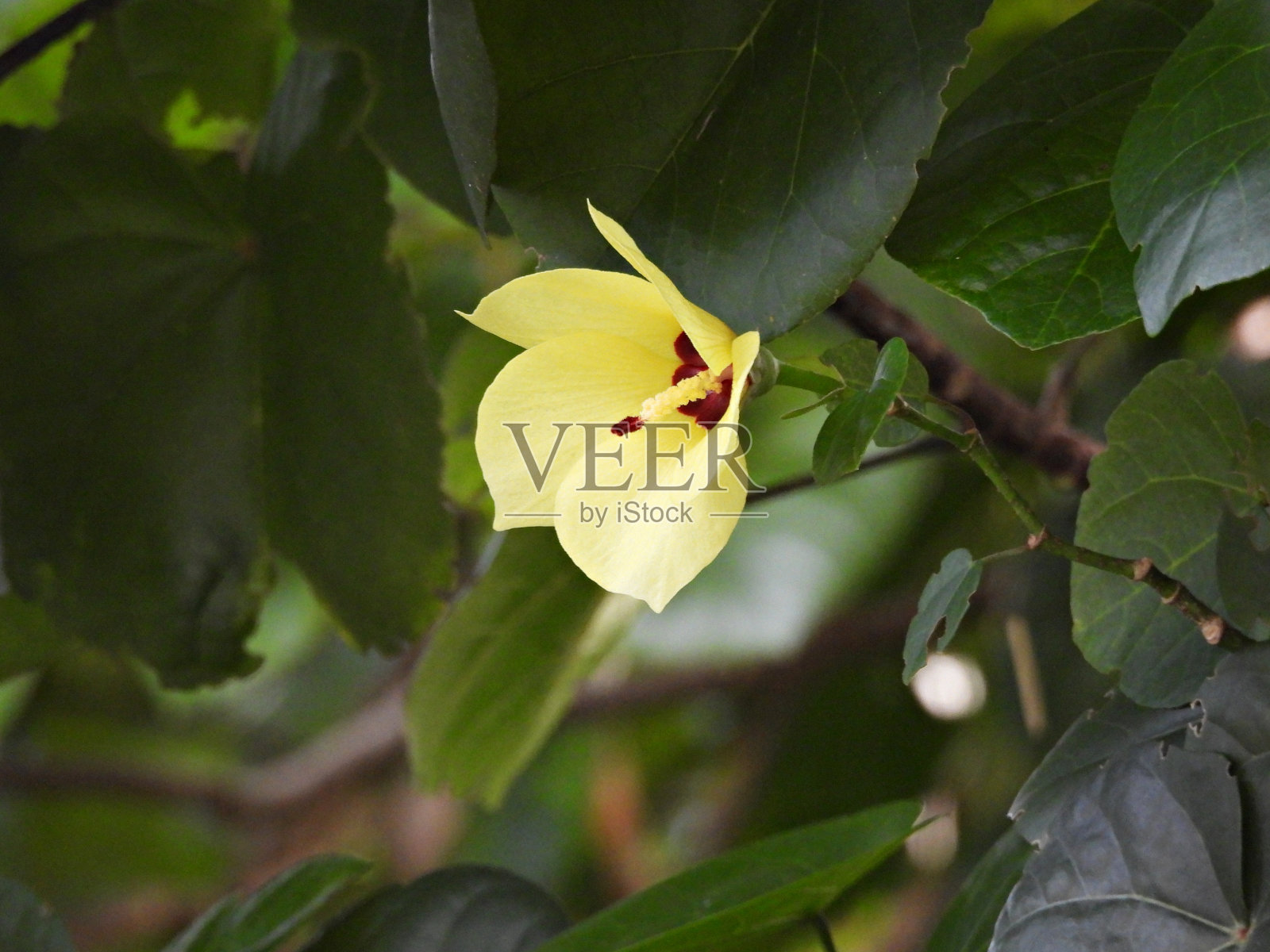 海芙蓉(Talipariti tiliacum)照片摄影图片