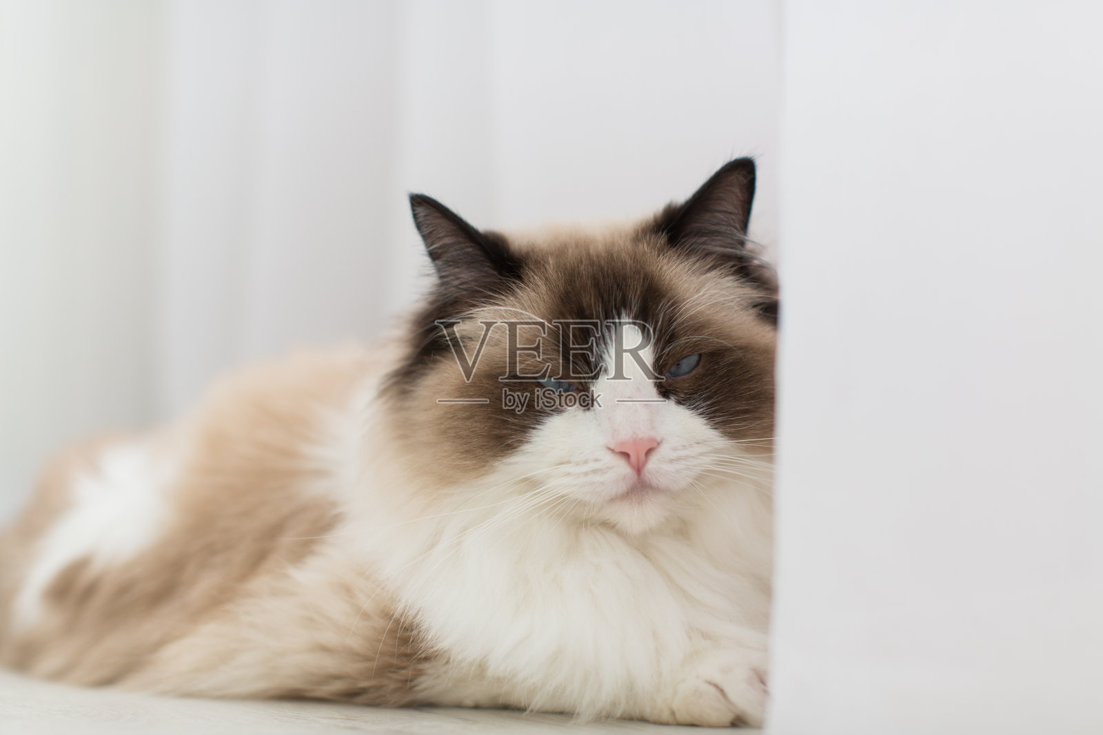 蓝色双色布娃娃母猫看起来很感兴趣。高质量照片照片摄影图片