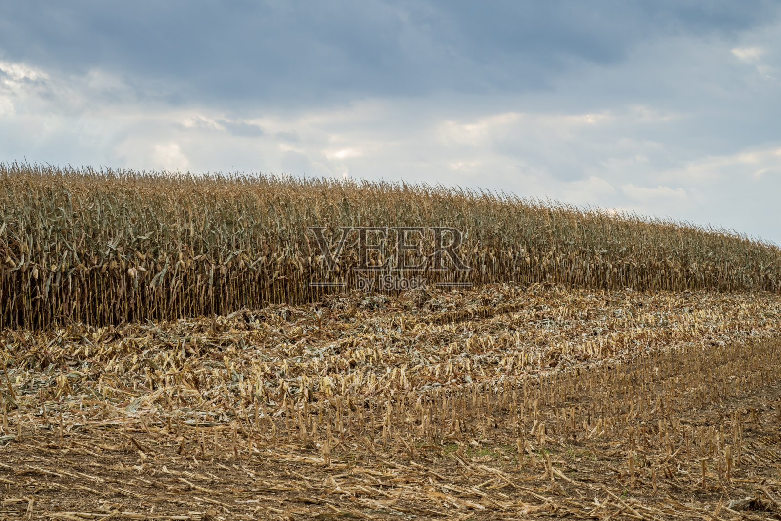 玉米田照片摄影图片