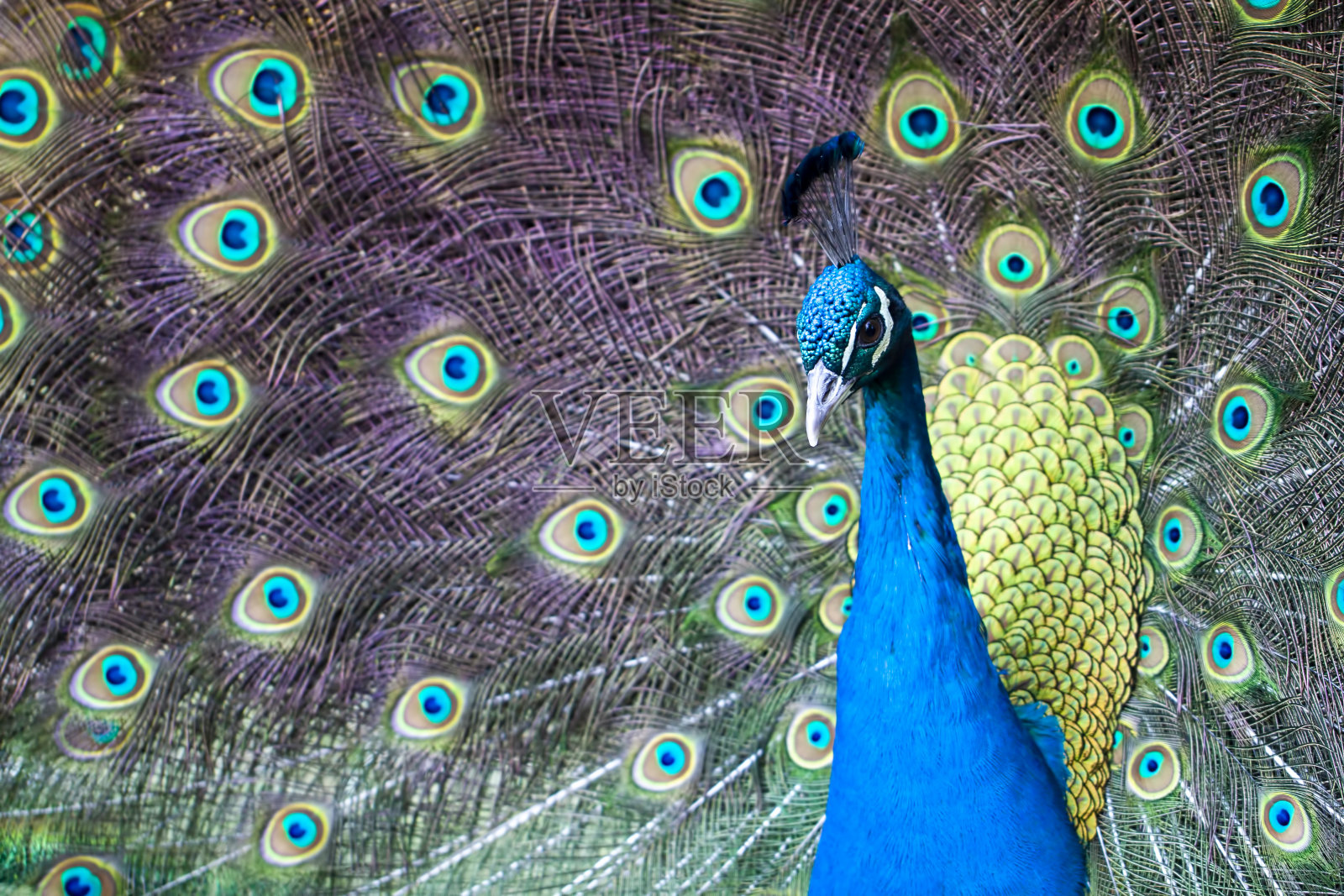 美丽的蓝色孔雀,张开多彩的尾巴照片摄影图片