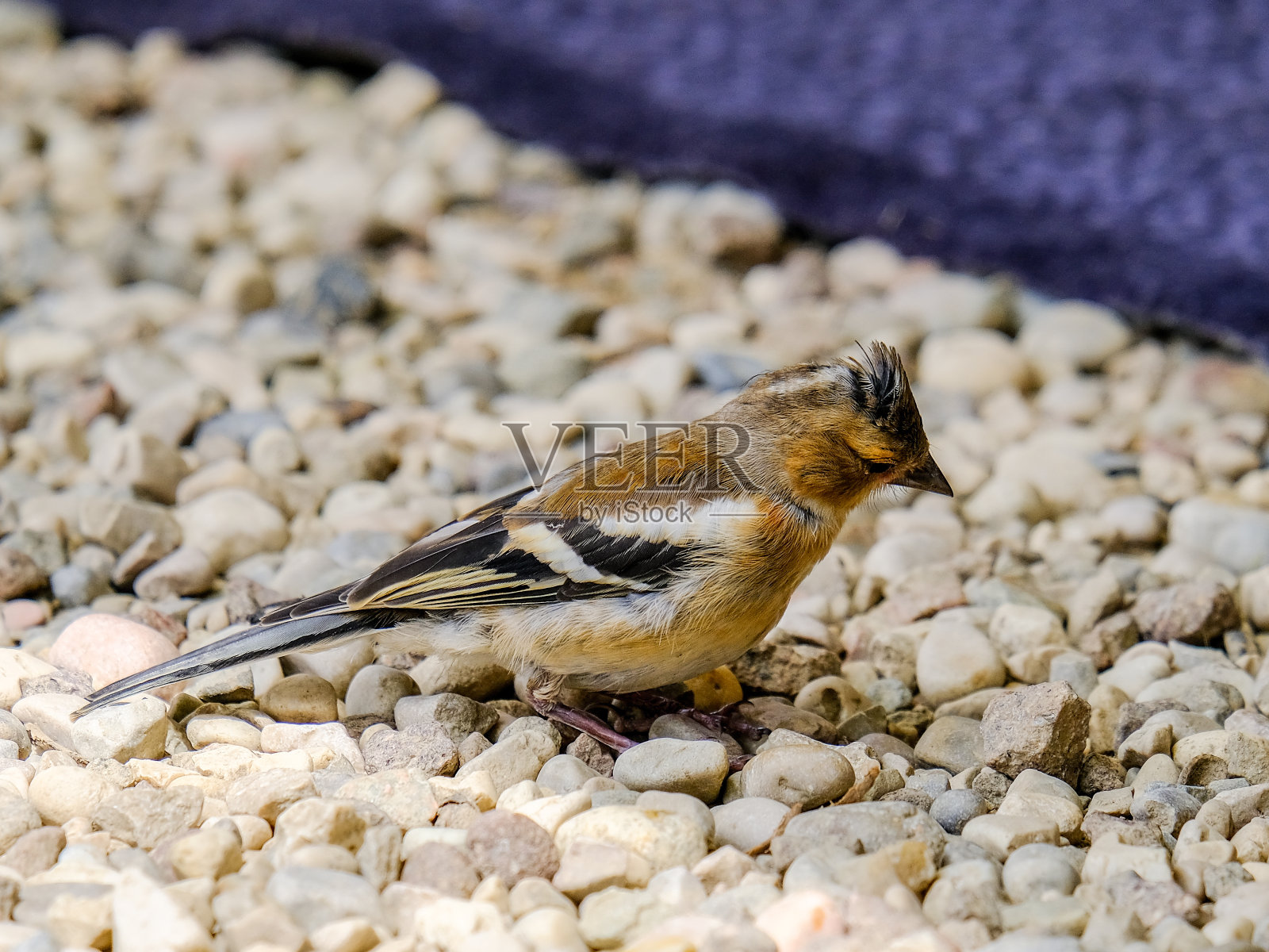 美丽的苍头燕雀在德国享受阳光明媚的一天。照片摄影图片