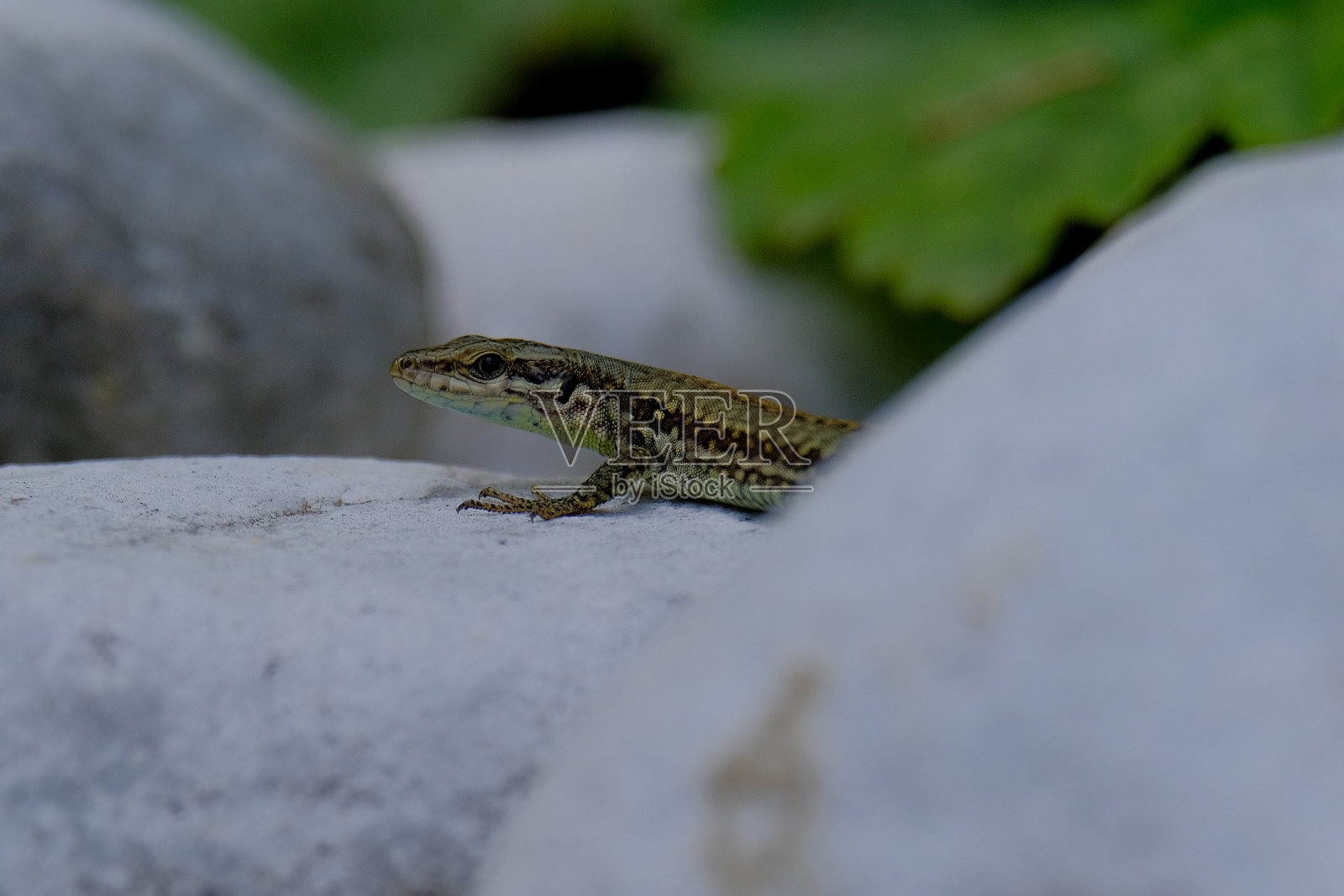 美丽的年轻沙蜥蜴在德国享受阳光。照片摄影图片