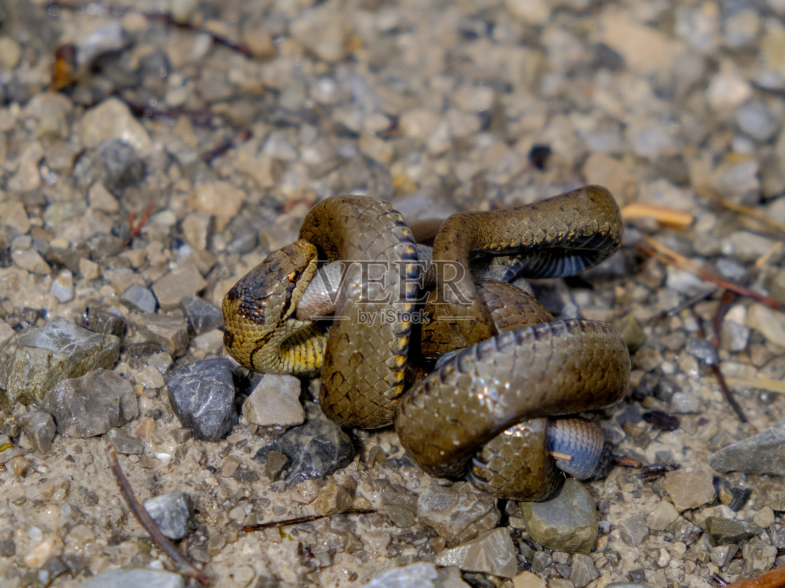 美丽的年轻草蛇在德国的阳光下进食。照片摄影图片