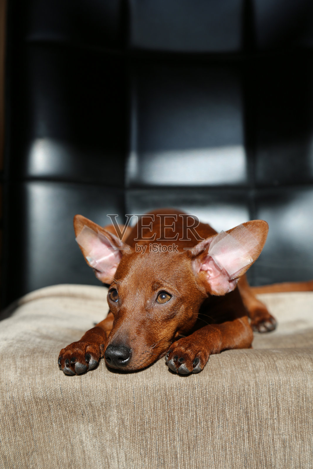 一只悲伤的狗躺在椅子上。狗的口鼻很近。一只生病的宠物。照片摄影图片