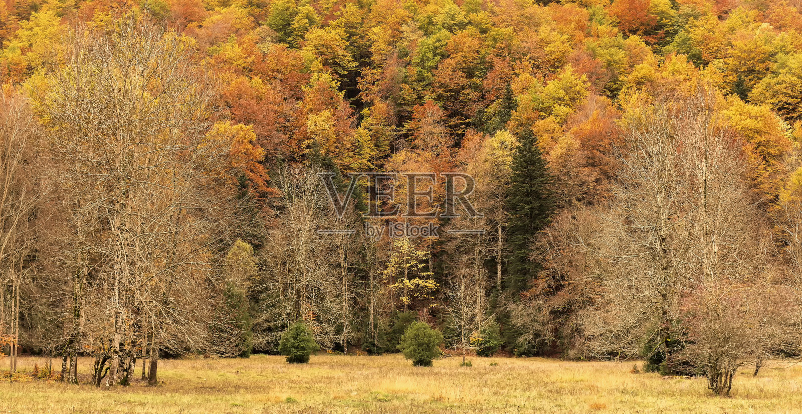 秋季迷人的奥德萨国家公园:西班牙托拉令人惊叹的色彩奇观照片摄影图片