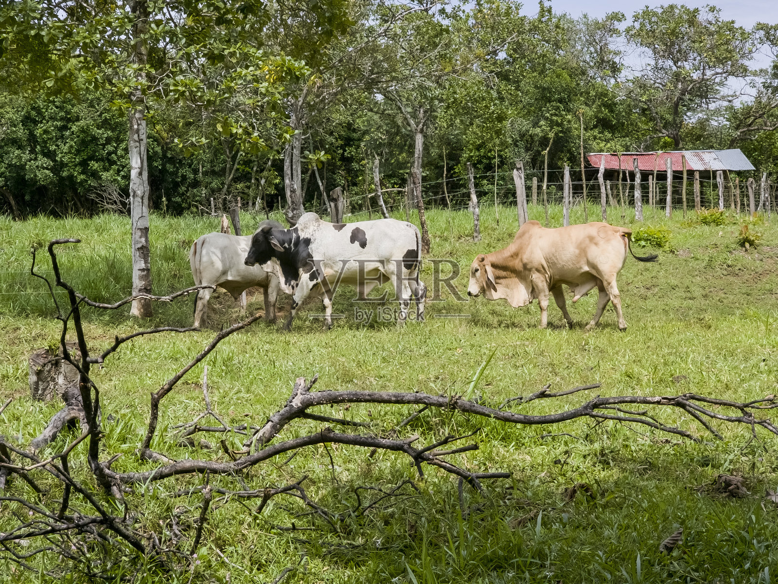 户外农场动物照片摄影图片
