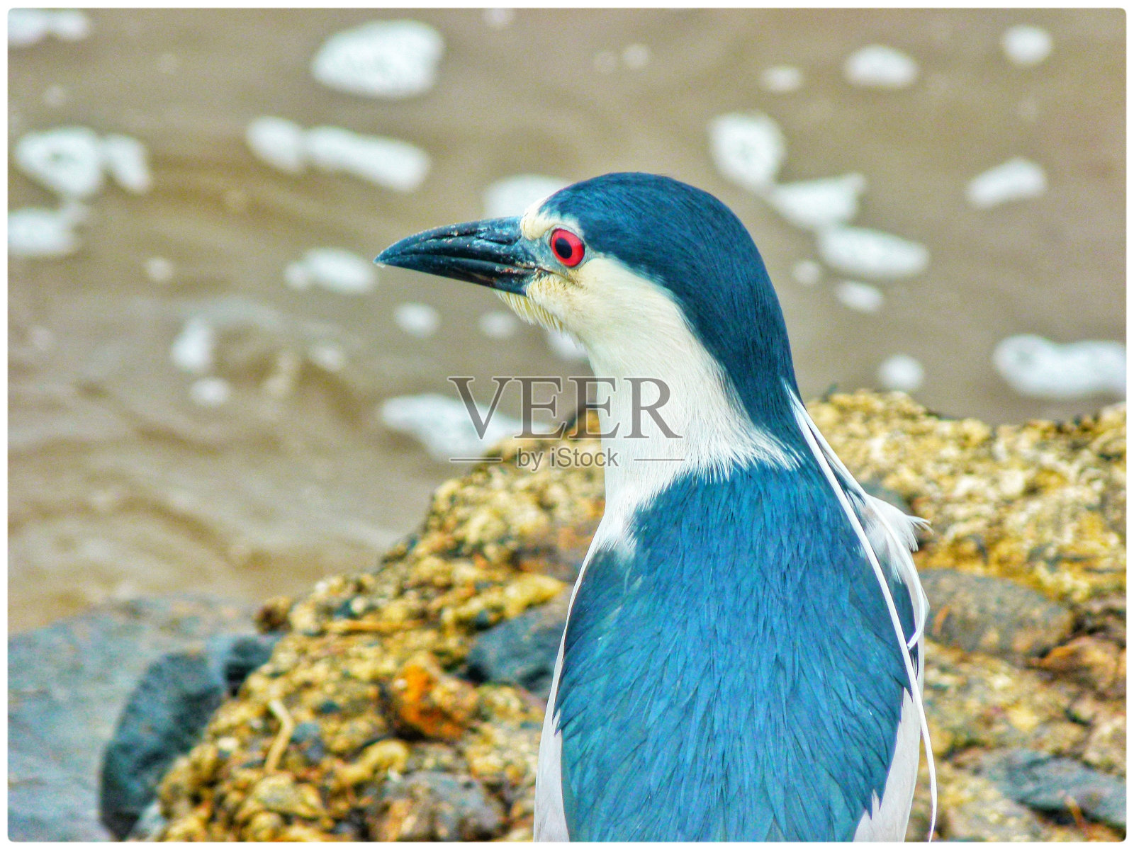 海洋动物照片摄影图片