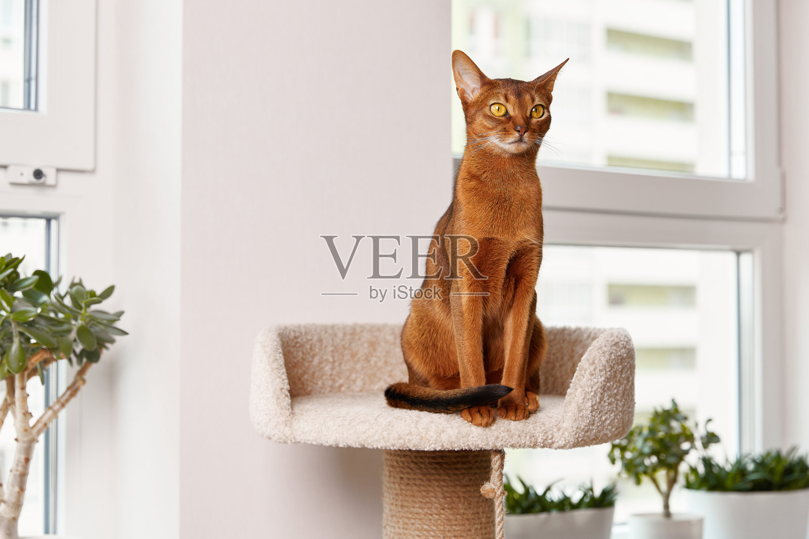 阿比西尼亚小猫坐在塔上。漂亮的纯种短毛小猫照片摄影图片