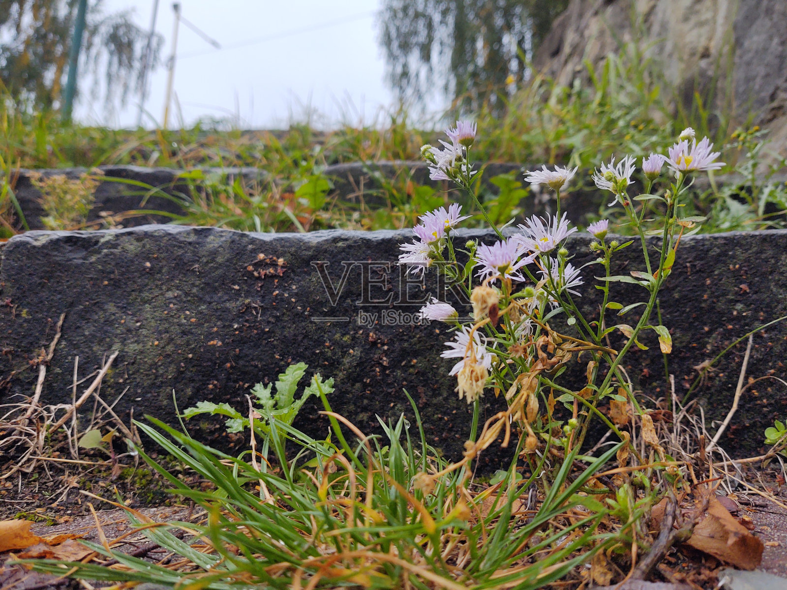 五颜六色的草甸花在大自然的草地或花园里。斯洛伐克照片摄影图片