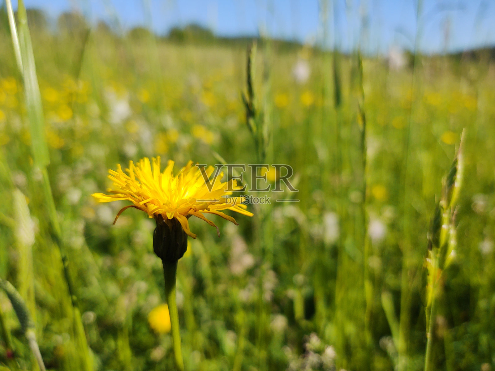 五颜六色的草甸花在大自然的草地或花园里。斯洛伐克照片摄影图片
