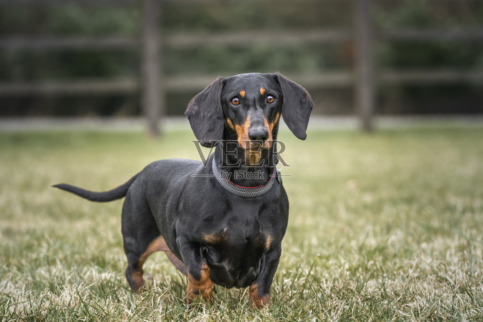 大型黑色腊肠犬直视镜头照片摄影图片