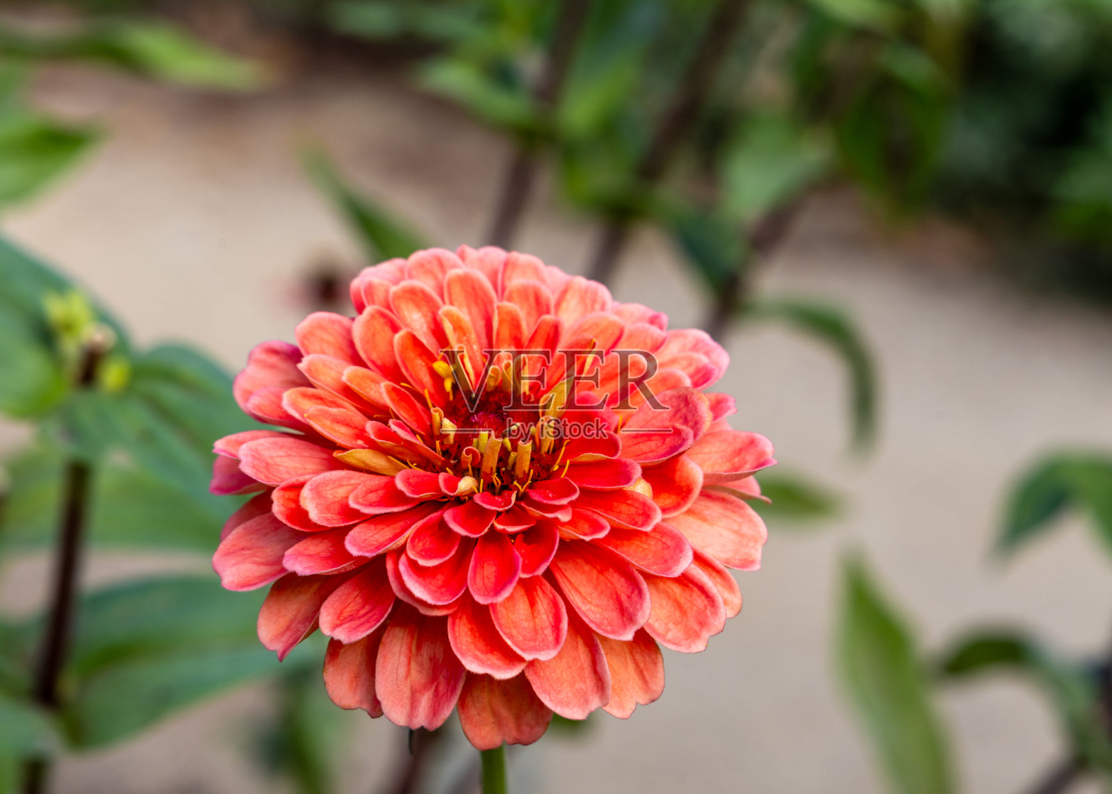 美丽的花百日草(鲑鱼女王)照片摄影图片