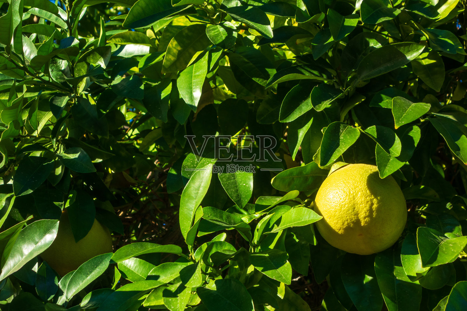 秋天挂在树枝上的葡萄柚特写照片摄影图片