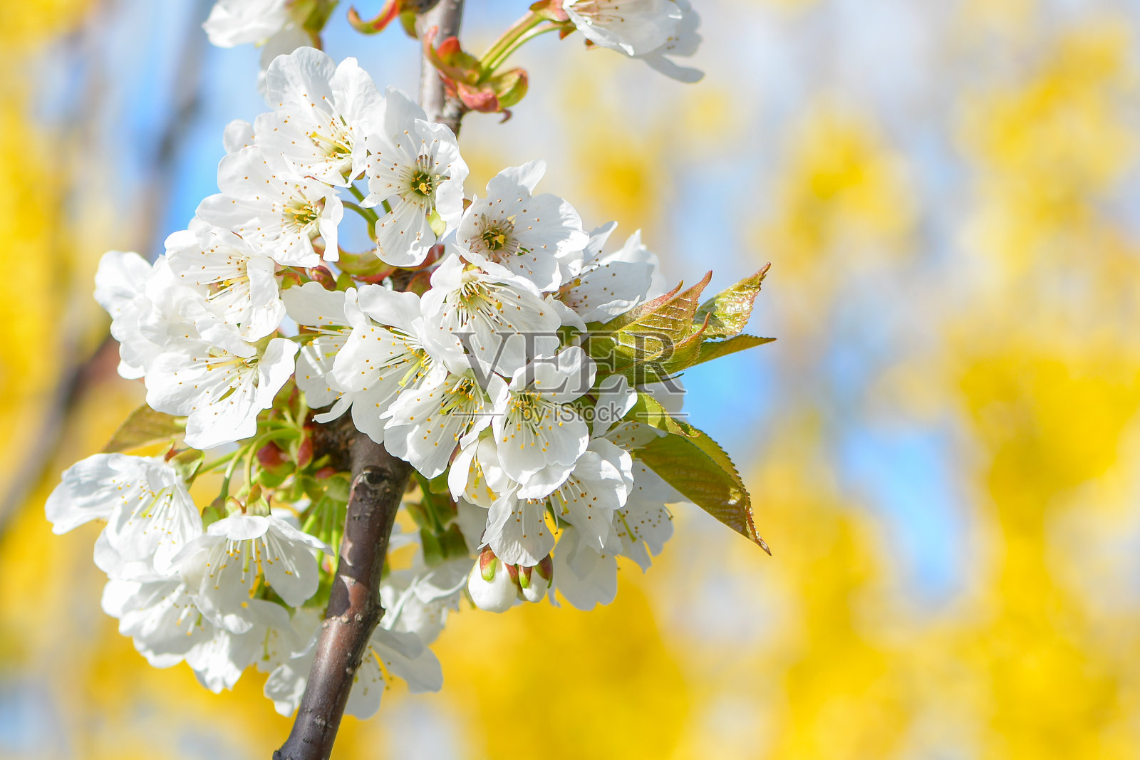 甜白的樱花盛开,樱花在春天的花园里。春天的花园里盛开着洁白的樱花。开花的果树。照片摄影图片