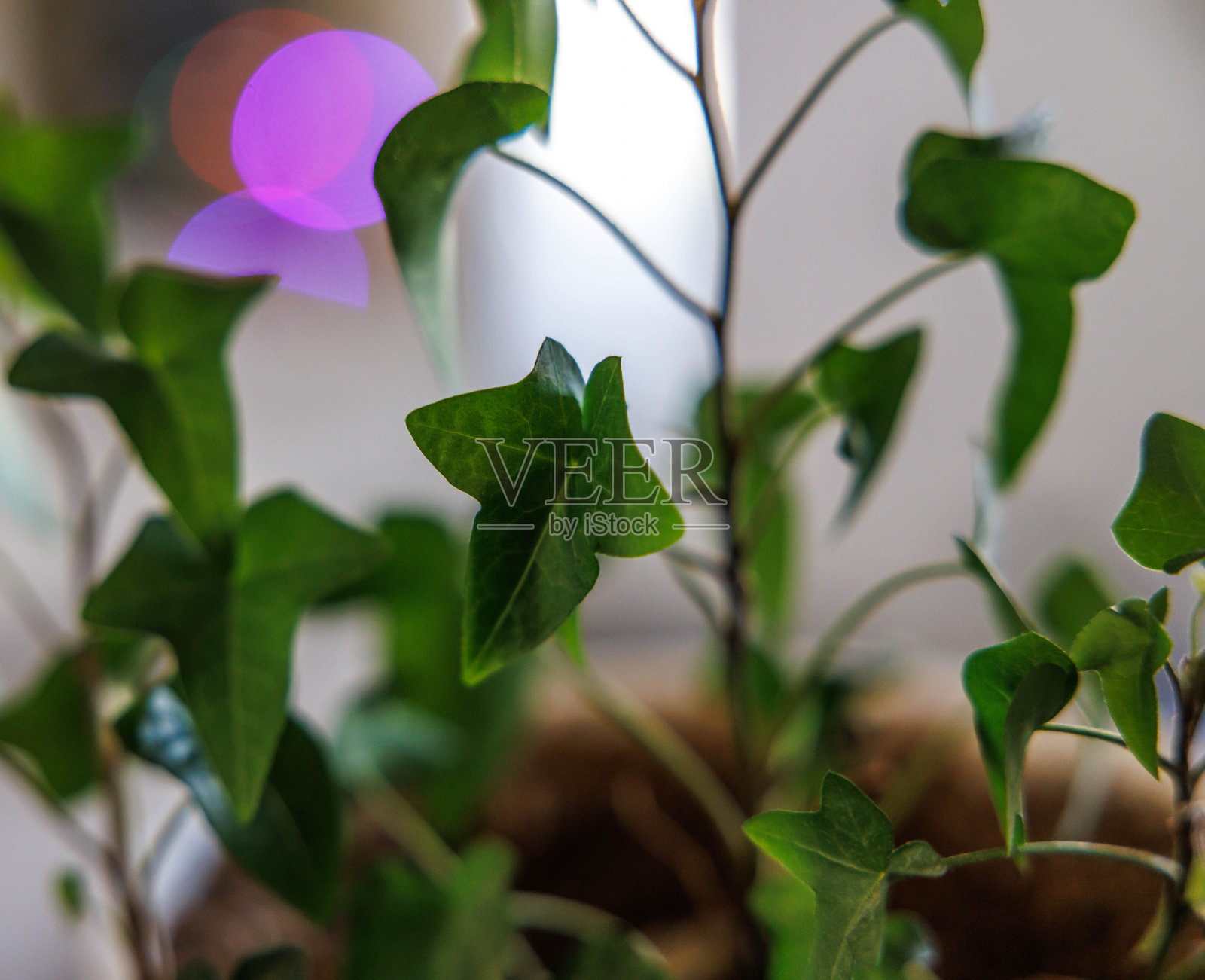 常春藤在室内生长的特写图像,背景模糊,霓虹灯的光芒照片摄影图片